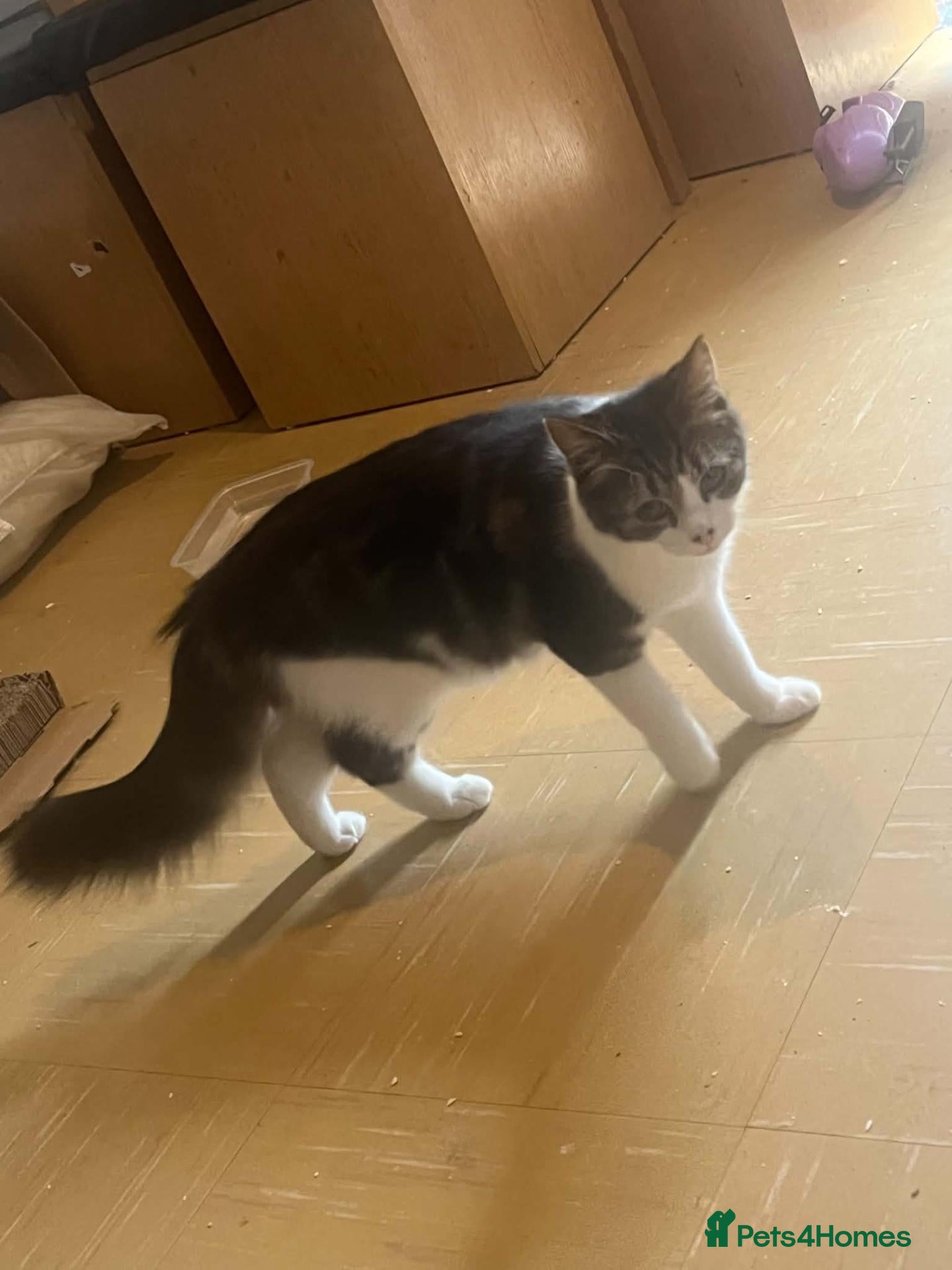 Domestic Shorthair cats 5 month old kitten - Advert 5