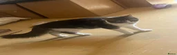 Domestic Shorthair cats for sale: 5 month old kitten in Andover - Advert 1