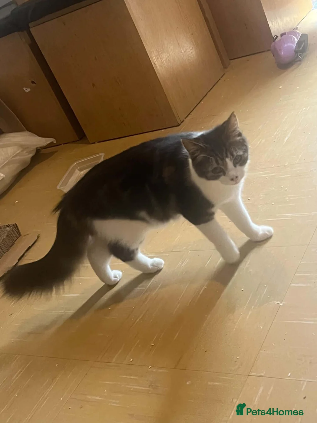 Domestic Shorthair cats for sale: 5 month old kitten in Andover - Advert 1