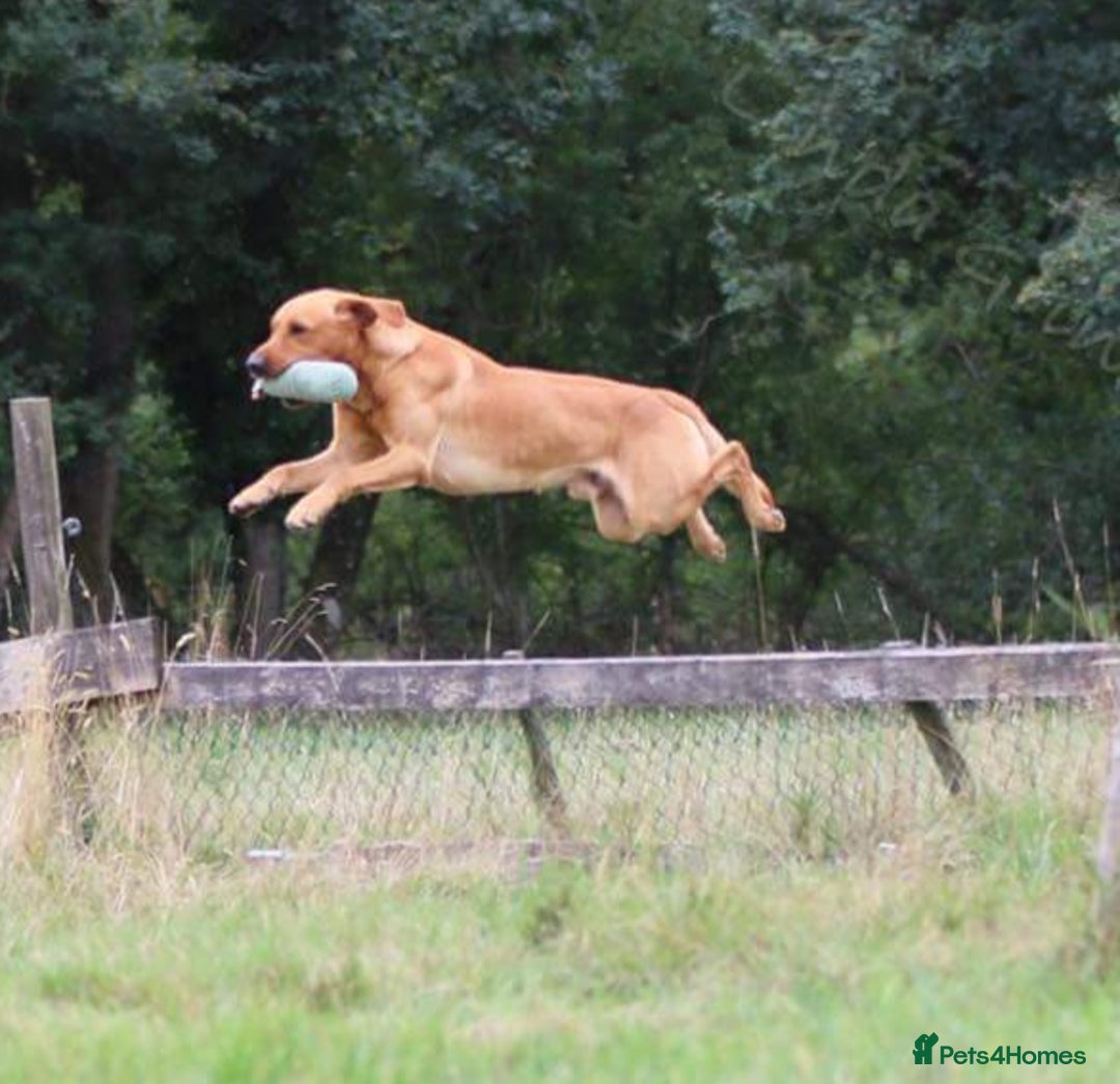 Labrador Retriever dogs for sale: Well bred KC labrador puppies - Advert 9