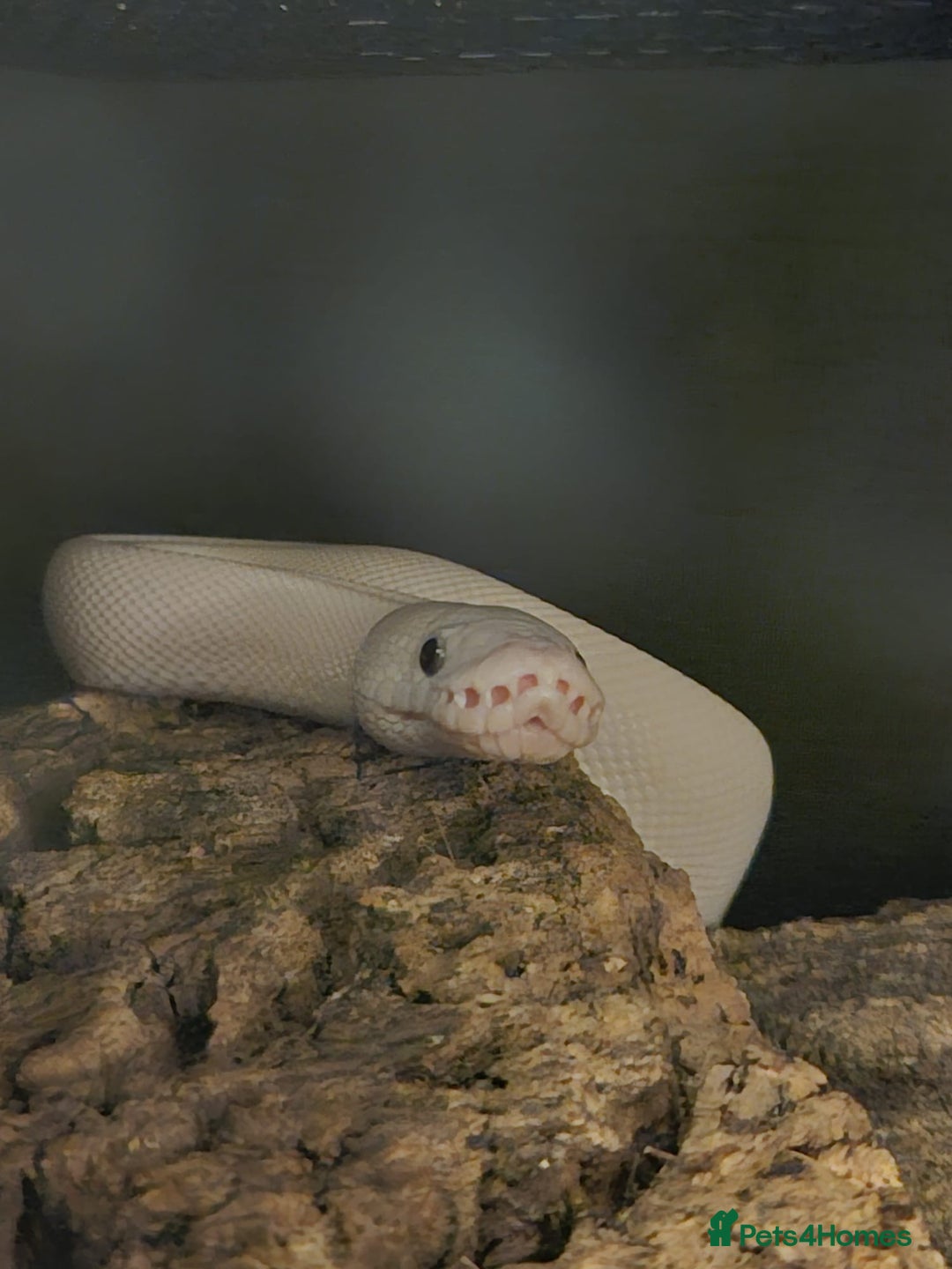 Snake reptiles for sale: Two ball pythons with setups - Image 4