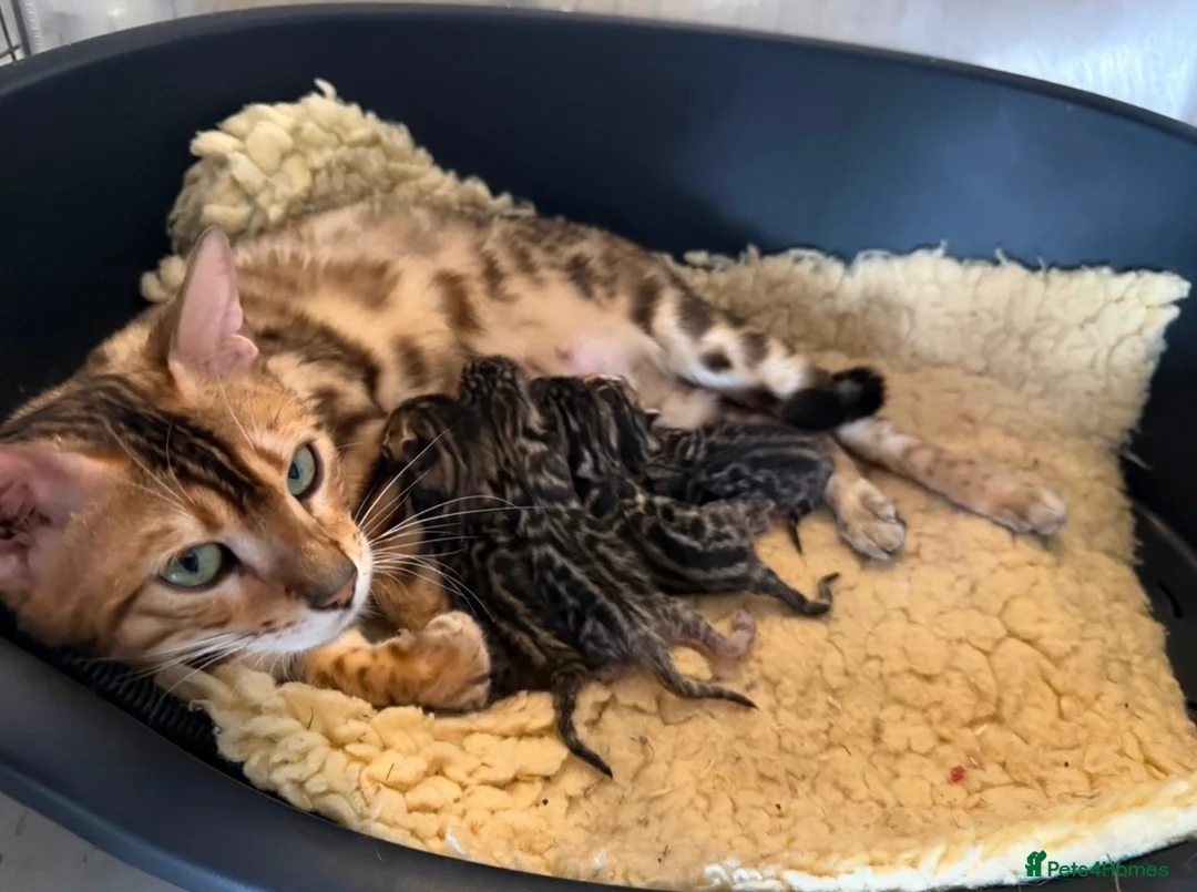 Bengal cats for sale: Rare Brown Charcoal  💙 TICA Bengal Kittens in Deal - Advert 2