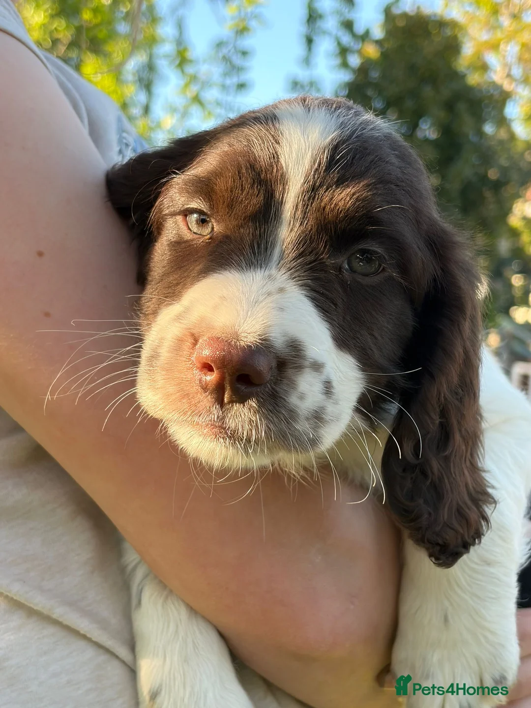 English Springer Spaniel dogs for sale: English springer spaniel  in Southam - Advert 2
