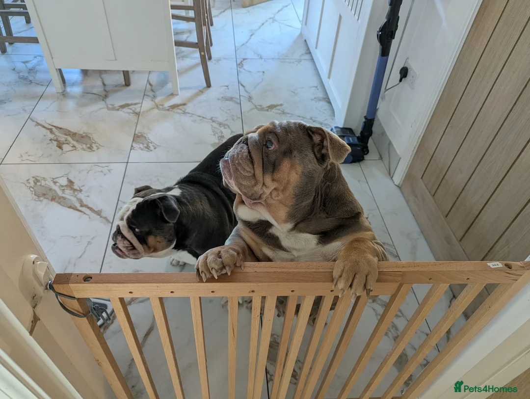 English Bulldog dogs for sale: 2 English bulldog  - Advert 2