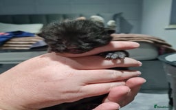 Maine Coon cats for sale: 3/4 main coon  - Image 8
