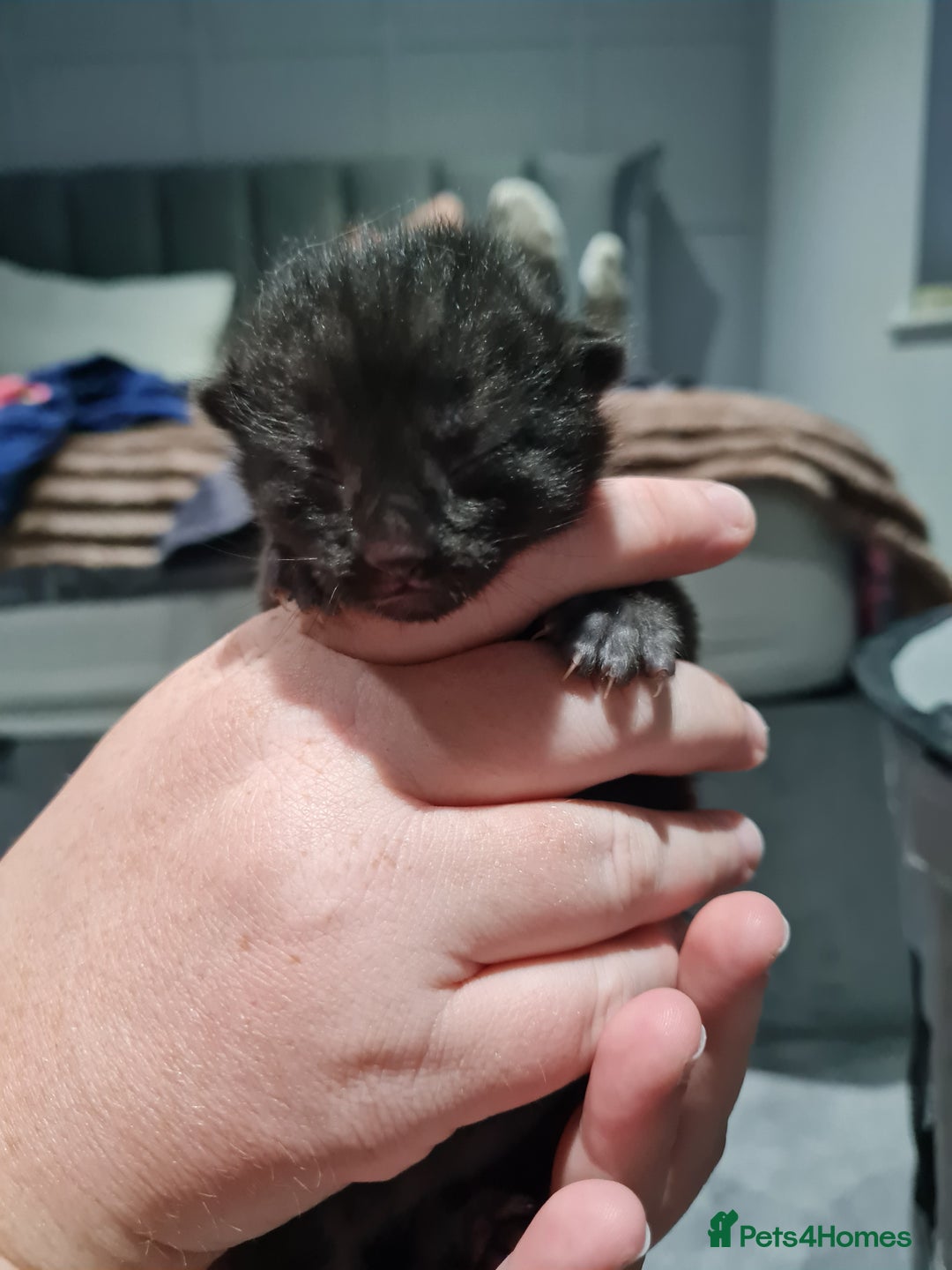 Maine Coon cats for sale: 3/4 main coon  - Image 8