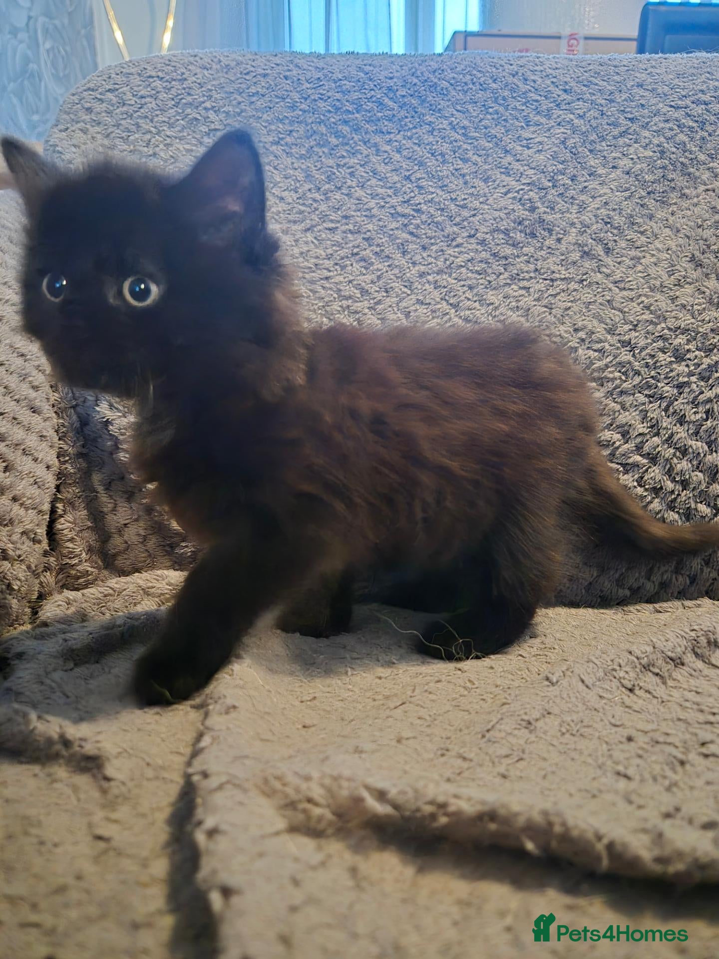 Mixed Breed cats Gorgeous little fluffy balls  - Advert 1