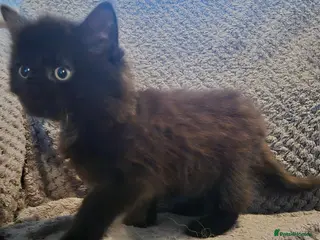 Mixed Breed cats Gorgeous little fluffy balls - Advert 1