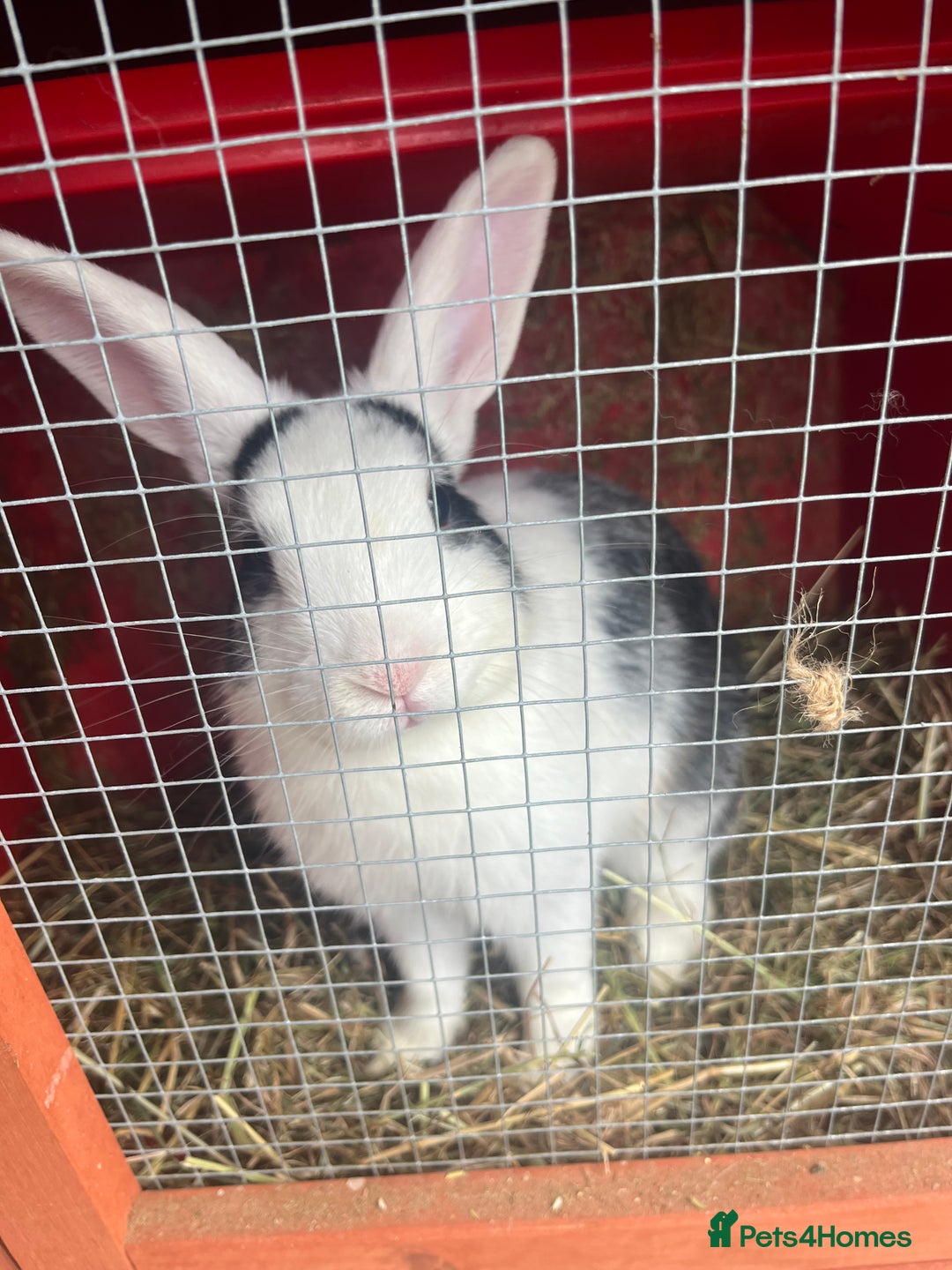 Mixed Breed rabbits for sale: Baby bunny called boo - Image 4