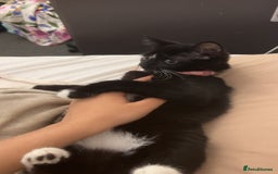 British Shorthair cats for sale: Adorable Cat Duo Looking for a Loving Home - Image 13