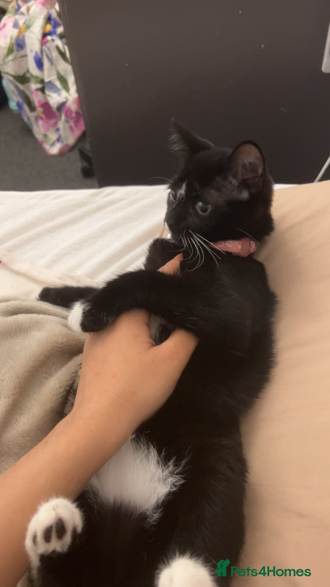 British Shorthair cats for sale: Adorable Cat Duo Looking for a Loving Home - Image 13