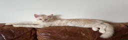 Maine Coon cats for sale: Three beautiful Maine Coon kittens - Advert 16