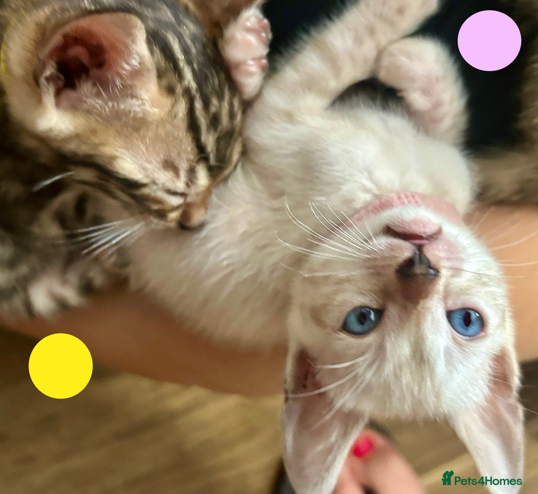 Bengal cats for sale: 6 Gorgeous Bengals kittens ready for reservation  - Image 14