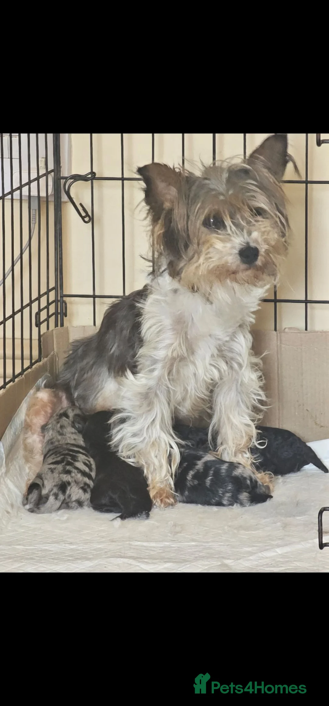 Yorkshire Terrier dogs for sale: yorkiepoo  - Advert 2