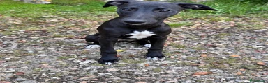 Whippet 2