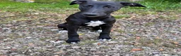 Whippet dogs for sale: Gorgeous family dogs looking for loving homes  - Advert 7