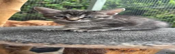 Maine Coon cats for sale: Maine Coon Kittens - Advert 4