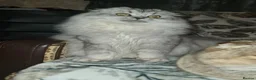 Scottish Fold cats for sale: Scottish fold tica active registered longhaired  - Advert 2