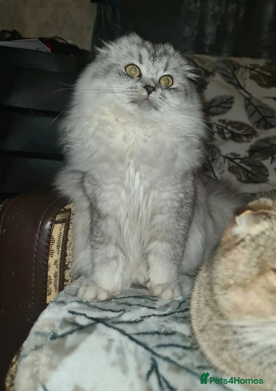 Scottish Fold cats for sale: Scottish fold tica active registered longhaired  - Advert 2