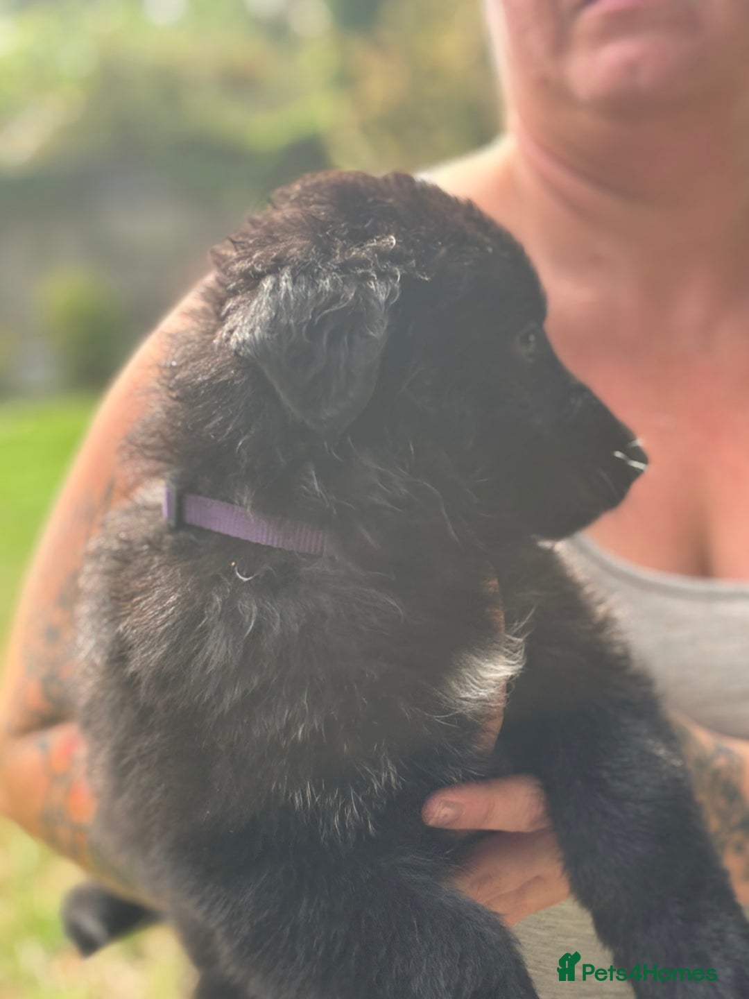 German Shepherd dogs for sale: German shepherd puppies ready to leave now - Image 16