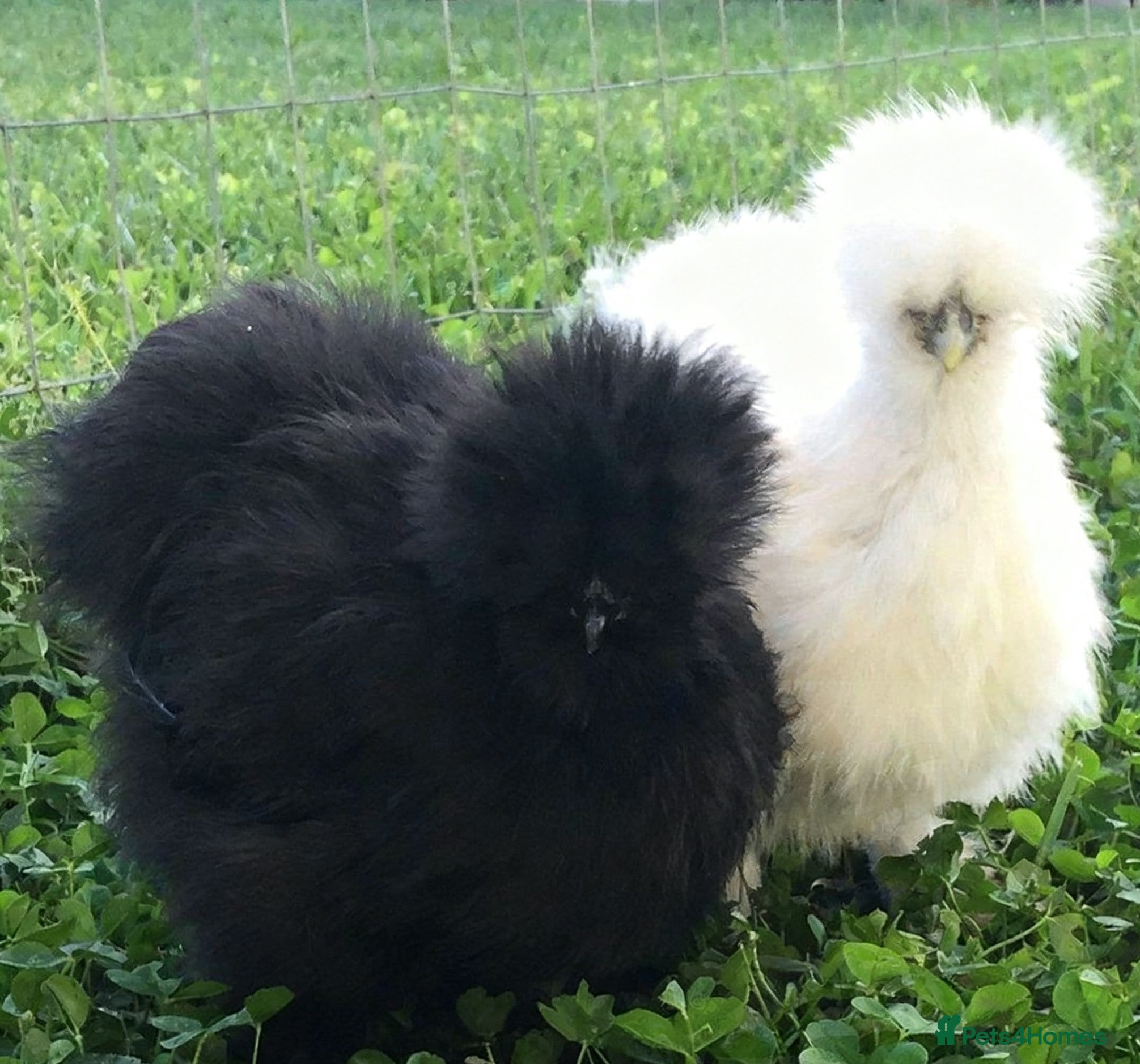 Chickens poultry  Gaint brahma chicks, silkie chick's, call ducks  - Advert 2