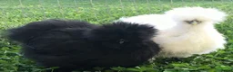 Chickens poultry for sale:  silkie chick's, polish chick's Available  - Advert 8