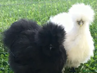 Chickens poultry Gaint brahma chicks, silkie chick's, call ducks - Advert 2