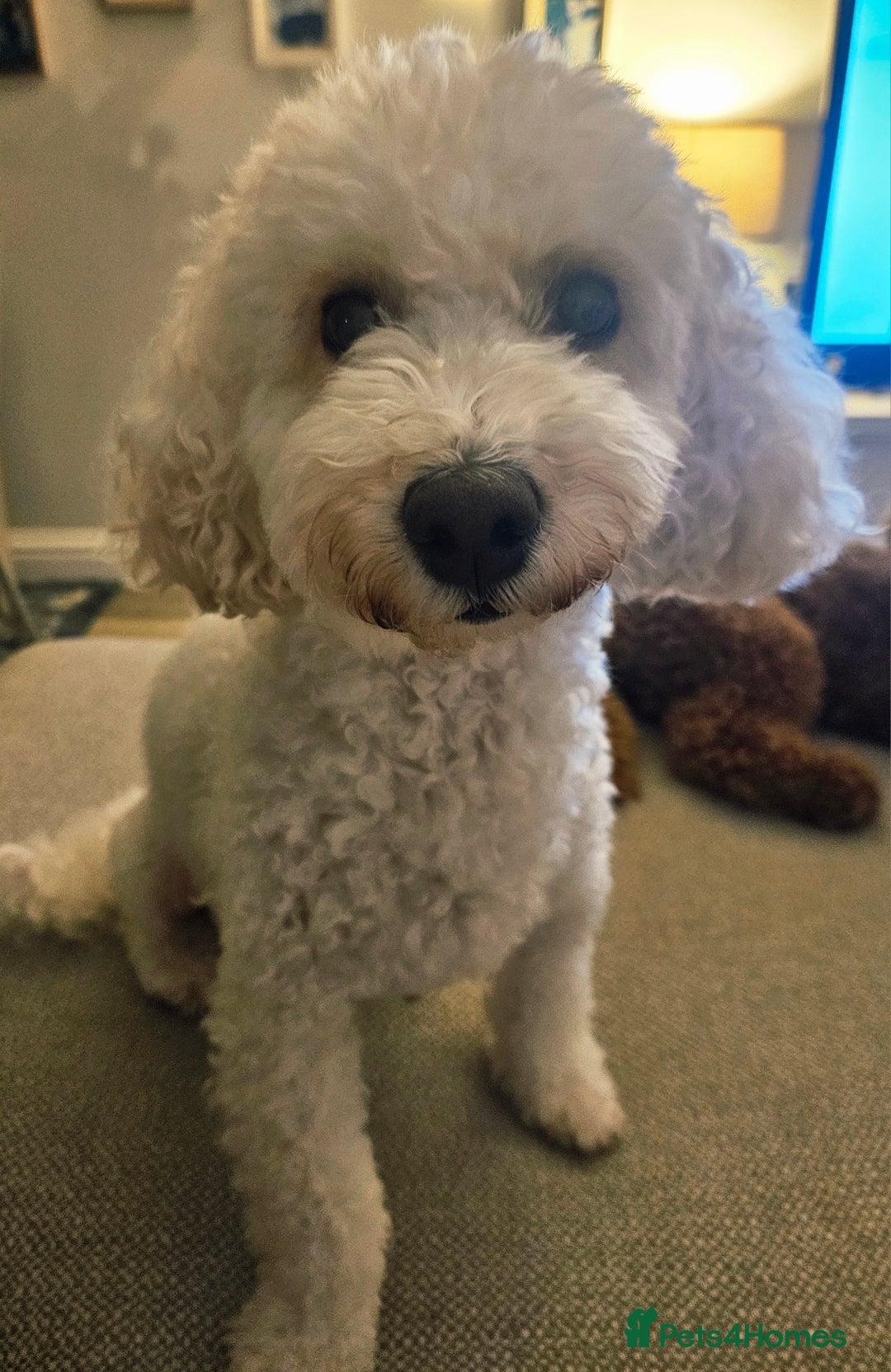 Poochon dogs for sale: Poochon pups ready 11.1.26 - Advert 2