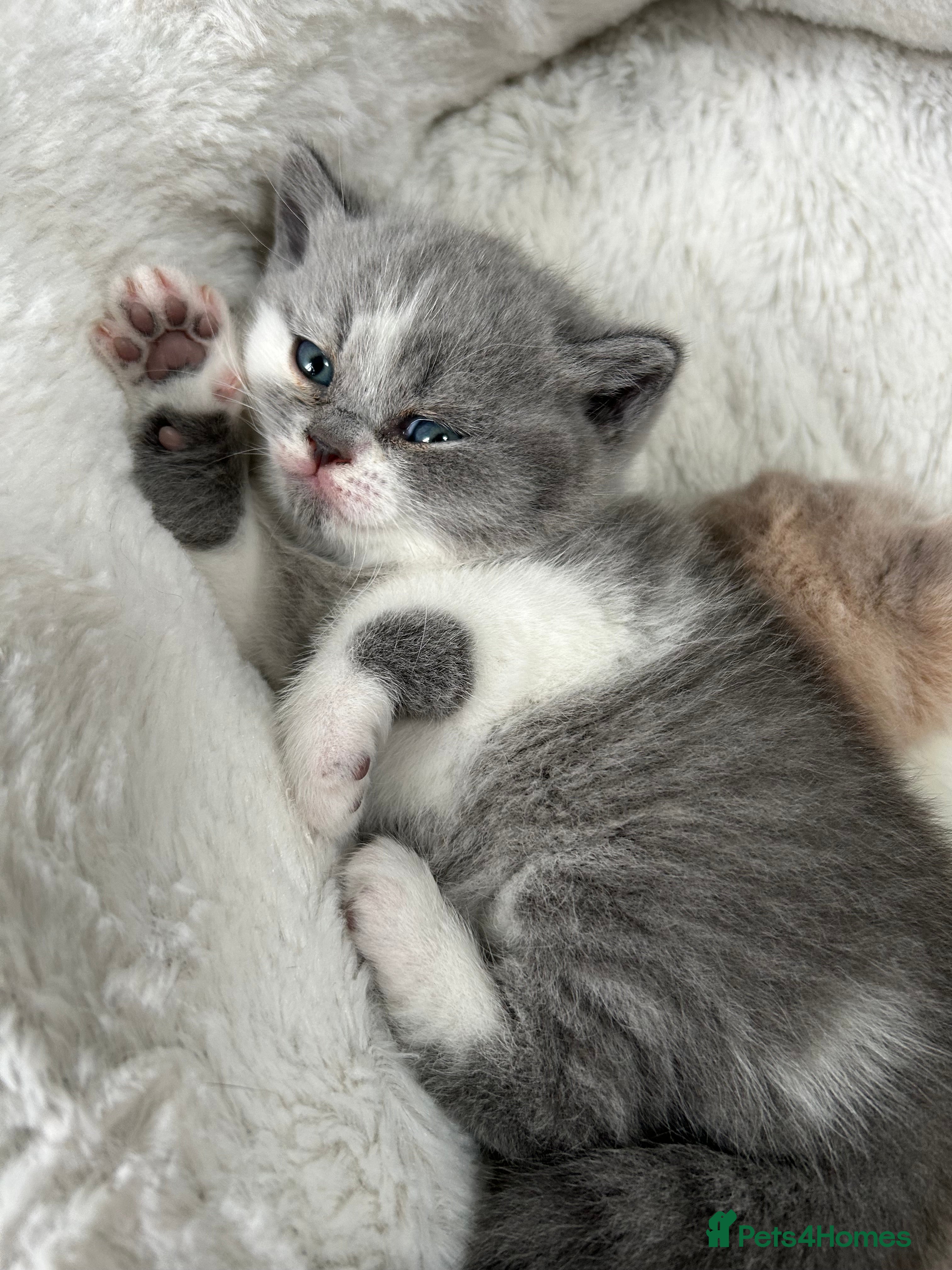 British Shorthair cats BRITISH SHORTHAIR KITTENS (Mother is a show cat) - Advert 3