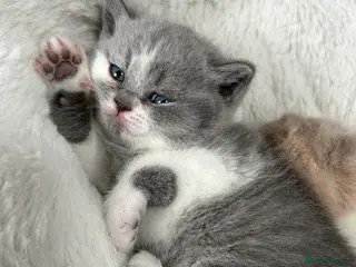 British Shorthair cats BRITISH SHORTHAIR KITTENS (Mother is a show cat) - Advert 3