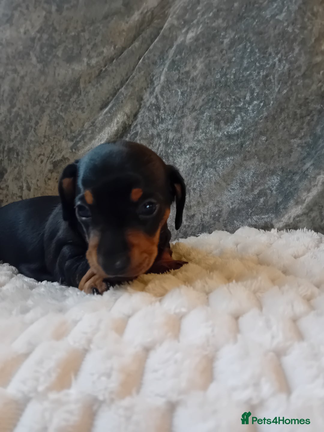 Dachshund dogs for sale: 3 beautiful dachshund puppies  - Advert 6