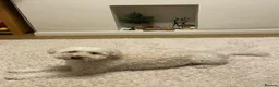 Poochon dogs for sale: Beautiful 5 year old boy  in Blackpool - Advert 2