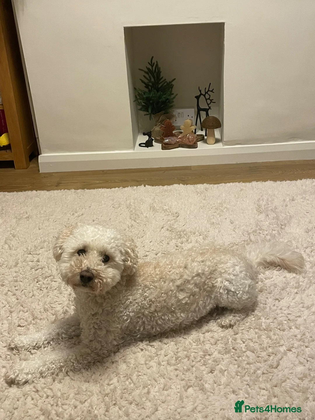 Poochon dogs for sale: Beautiful 5 year old boy  in Blackpool - Advert 2