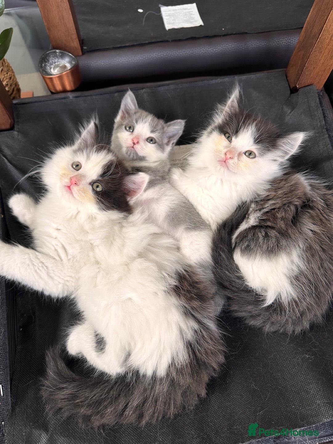 Mixed Breed cats for sale: 2 girls and 1 boy is available for re homing  - Advert 10