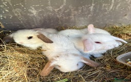 Mini Lop rabbits for sale: Mini Lops - Image 6