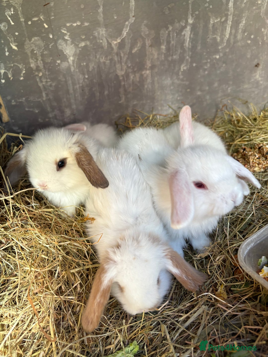 Mini Lop rabbits for sale: Mini Lops - Image 6
