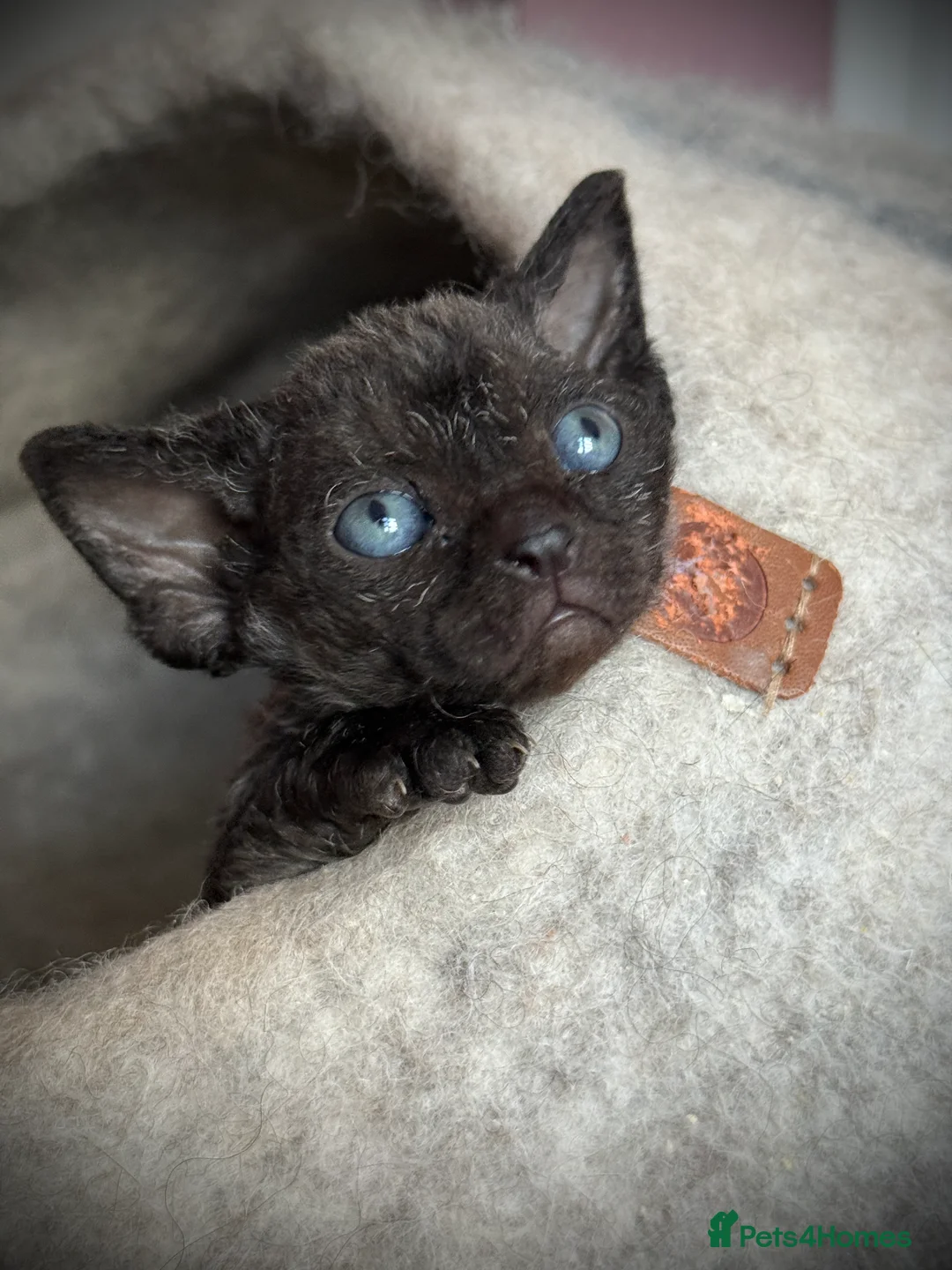 Devon Rex cats for sale: Devon Rex Kittens –GCCF Last kitten available BOY  - Advert 7