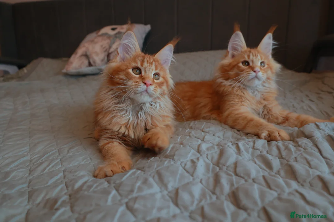 Maine Coon cats for sale: Maine coon kittens 🧡 - Advert 12