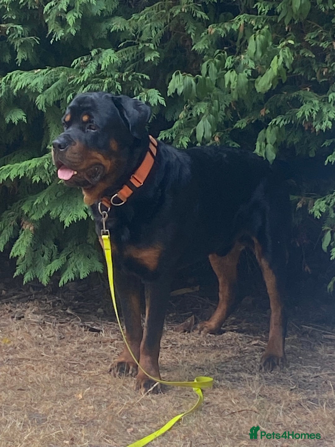 Rottweiler dogs for sale: Male Rottweiler 2 1/2 years old  - Advert 1