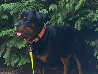 Rottweiler dogs Male Rottweiler 2 1/2 years old - Advert 5