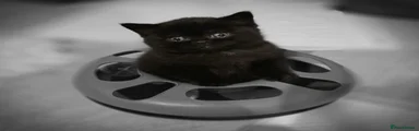 British Shorthair 1
