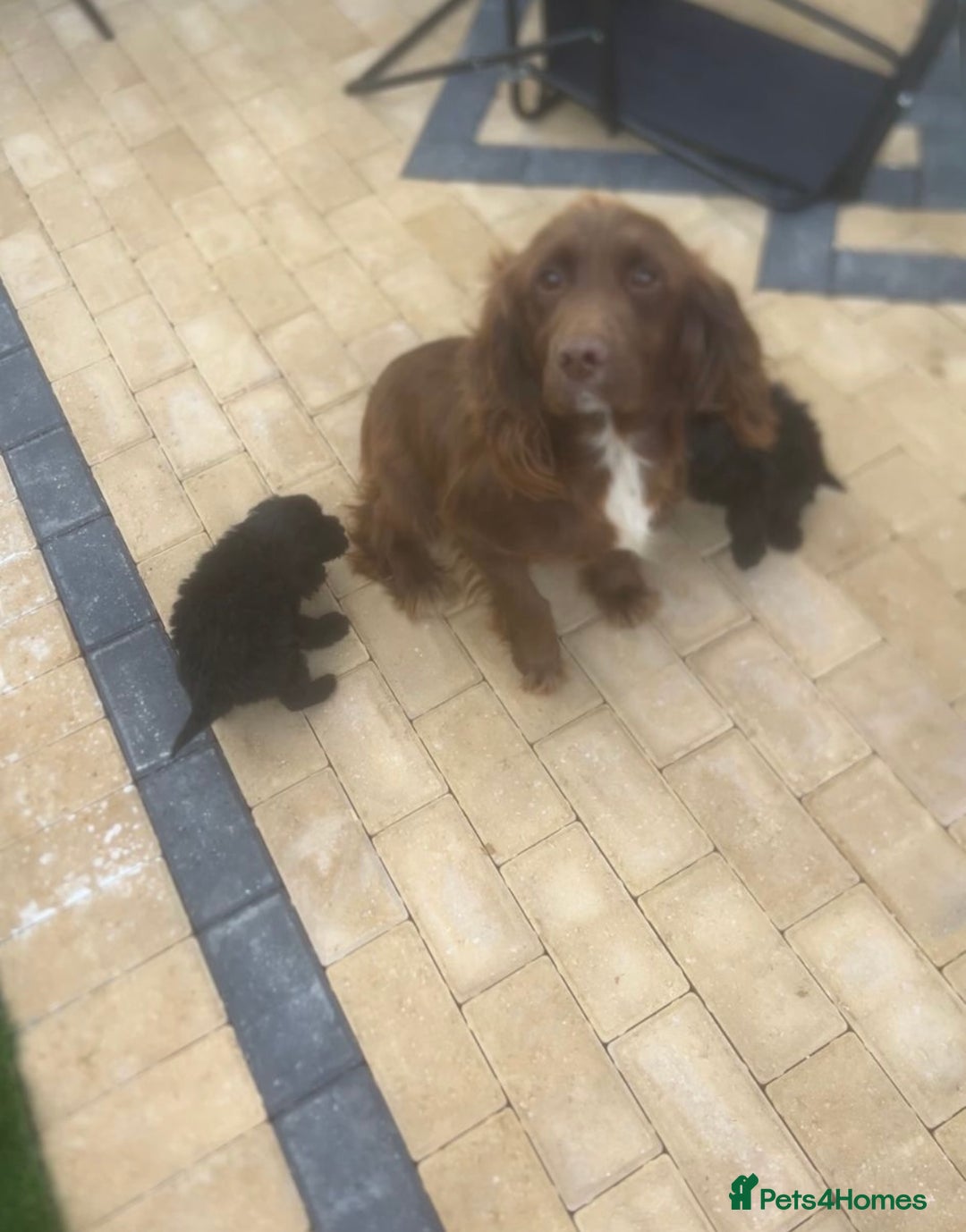 Cockapoo dogs for sale: Cockapoo Puppies  - Image 7