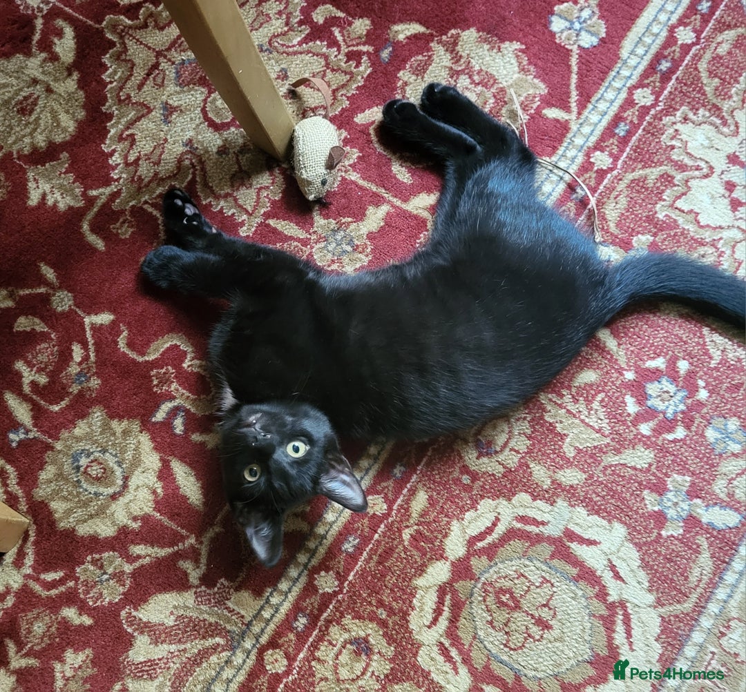 Mixed Breed cats for sale: gorgeous female kittens  - Image 8