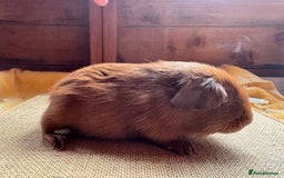 Guinea Pig rodents for sale: Beautiful self PE golden guinea pigs  - Image 9