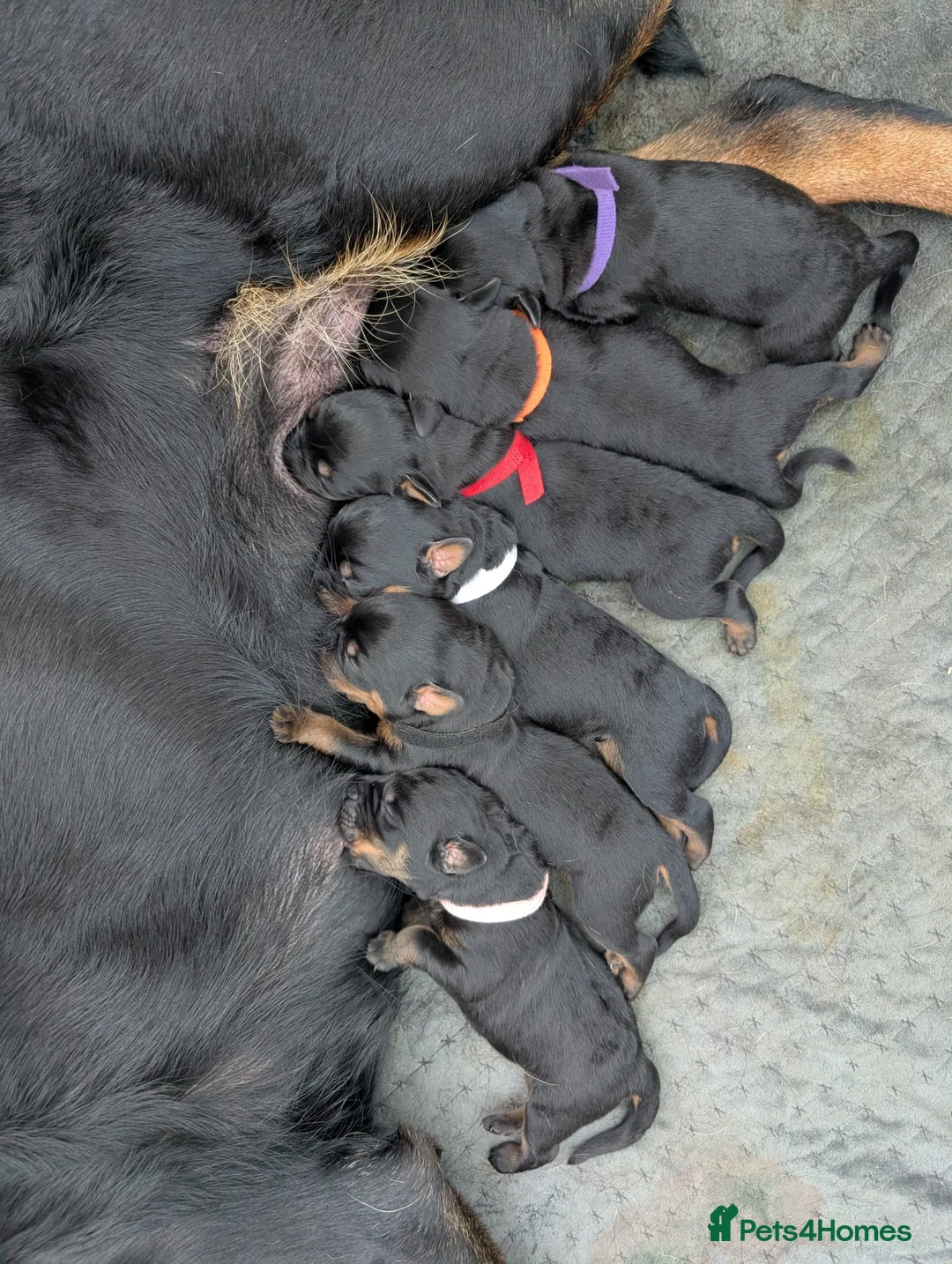 Rottweiler dogs for sale: Rottweiler Puppies - Advert 13