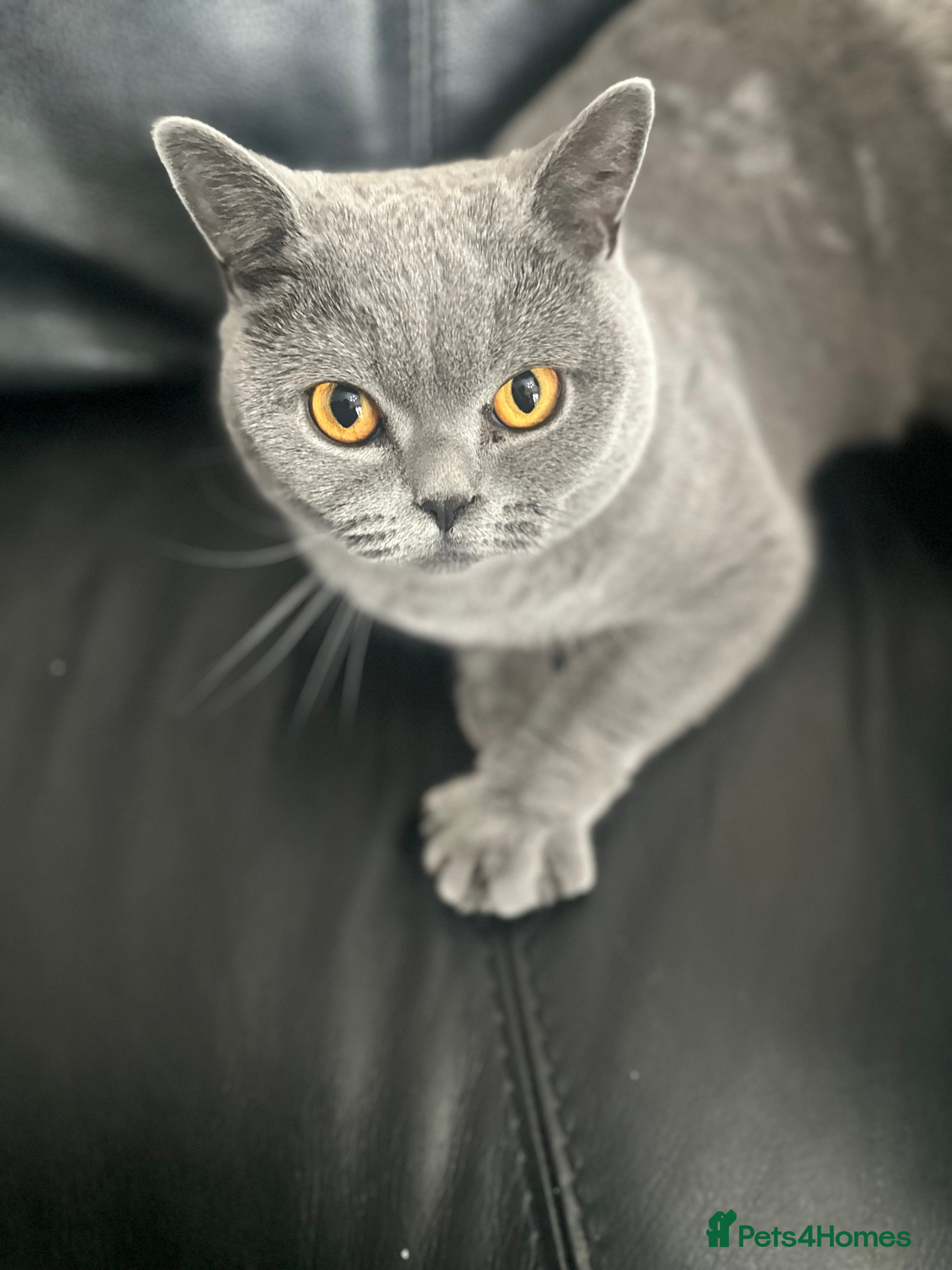 British Shorthair cats British shorthair male pedigree - Advert 2