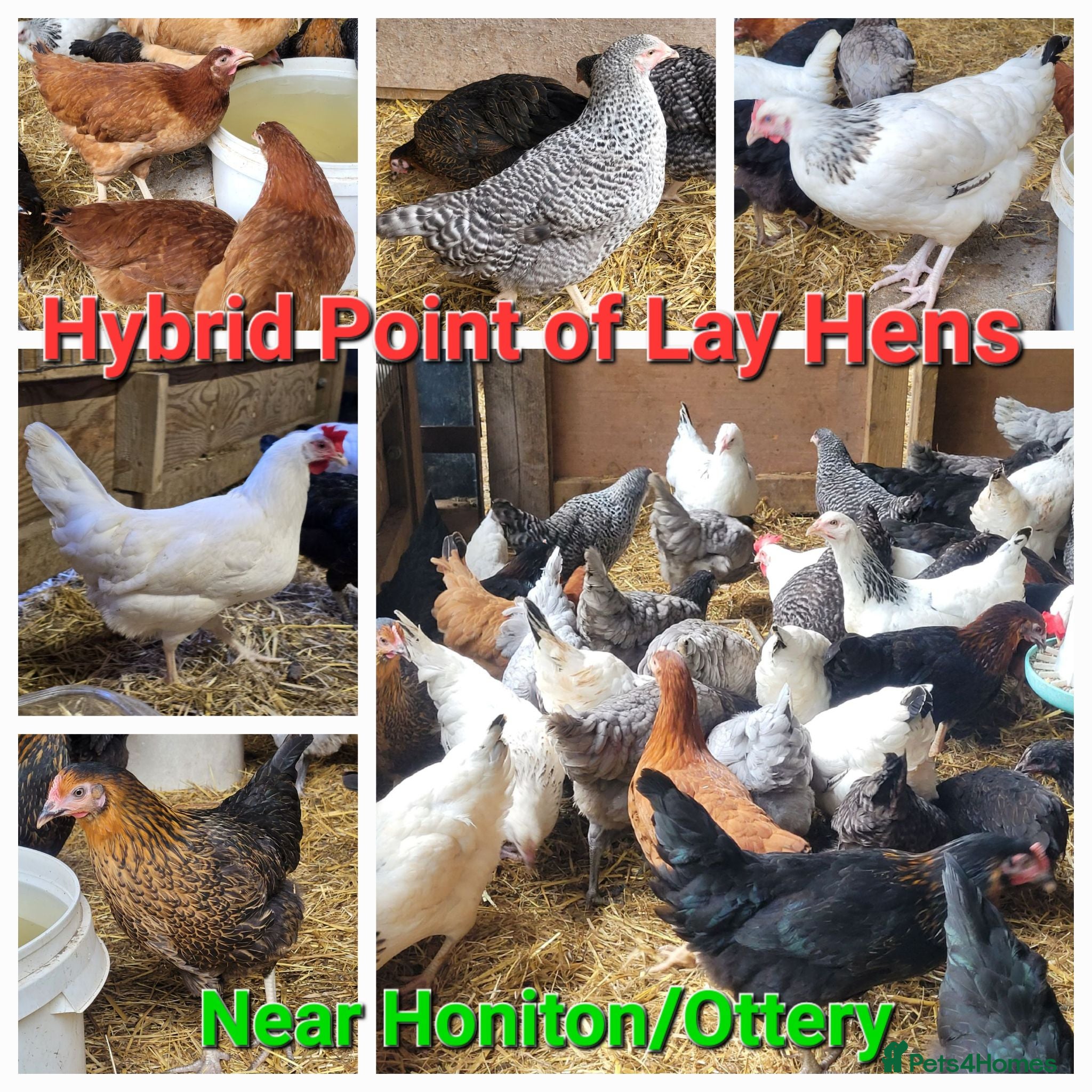 Chickens poultry POL HYBRID HENS inc coloured eggers - Advert 1