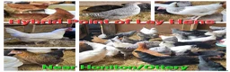 Chickens poultry for sale: POL HYBRID HENS inc coloured eggers - Advert 1
