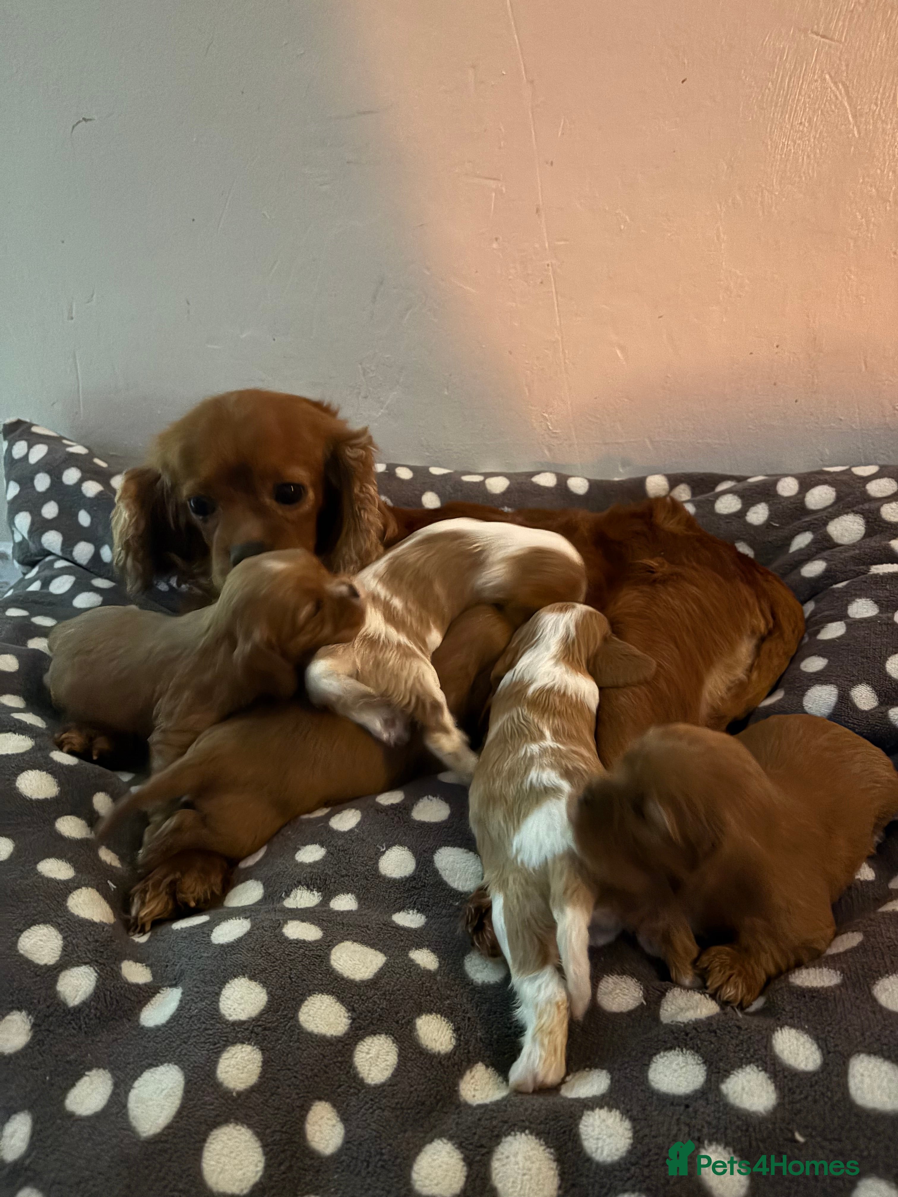 Cavalier King Charles Spaniel dogs Only 2 boys available 💙King Charles puppies  - Advert 1
