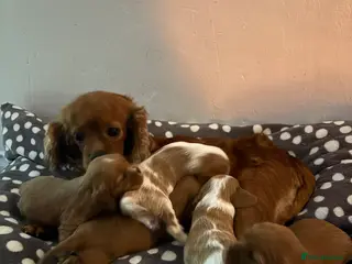 Cavalier King Charles Spaniel dogs Only 2 boys available 💙King Charles puppies - Advert 1